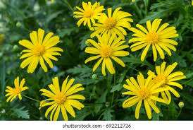 Image result for Euryops chrysanthemoides