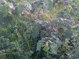 Image result for Solanum macrocarpon
