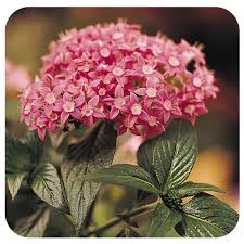 Image result for Pentas schumanniana