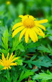 Image result for Euryops chrysanthemoides