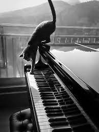 pin van gracy op animal world piano fotografie witte fotografie fotografie