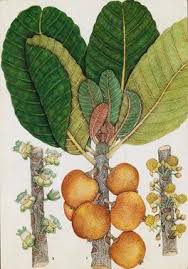 Image result for Uapaca