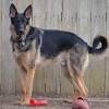 German shepherd dog puppy for sale in westby, wi, usa. Https Encrypted Tbn0 Gstatic Com Images Q Tbn And9gcqpziai9vq6d Jpoqzp3rwrrvie4mrfaihkembtcesdcvm B2id Usqp Cau