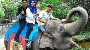 Maybe you would like to learn more about one of these? Asal Usul Nama Yanti Gajah Di Taman Rimba Yang Sudah Mati Istri Gubernur Jambi Punya Peranan Halaman All Tribunjambi Wiki