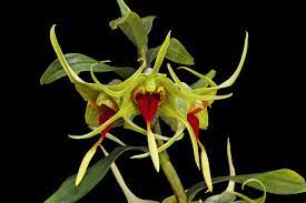 Dendrobium Tobaense Var Giganteum Giganteum Plant Leaves Planting Flowers