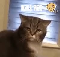 So here is all of the cat memes i did make (◉‿◉) (reddit.com). Woman Yelling At Cat Meme Gifs Get The Best Gif On Giphy