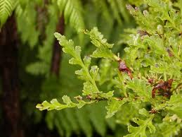 Image result for Phyllocladus trichomanoides