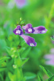 Image result for Isoglossa laxiflora