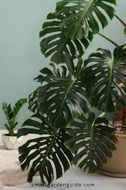 Monstera Deliciosa Care Learn How To Grow And Care For Your Swiss Cheese Plant Watering Light Soil Humid Plants Monstera Deliciosa Care Swiss Cheese Plant