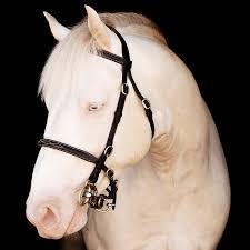 They are known for their athleticism, versatility and good disposition. Tawnydun Stud