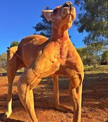 Rvtrader.com always has the largest selection of new or used rvs for sale anywhere. Roger The Roo Imgur