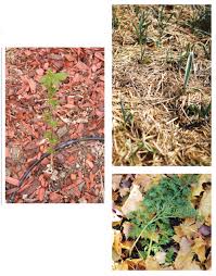 It is nice to know that this is premium processed straw that is held together with a bonding agent, which ensures that it doesn't just fly all over the place when. What Is The Best Mulch To Prevent Weeds Countryside