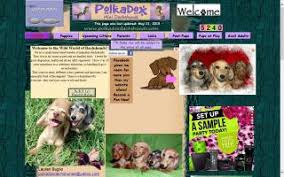 Blue and tan, isabella and tan, english cream. Florida Dachshund Breeders Directory O Puppy