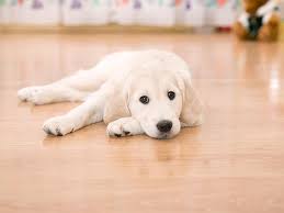 Looking for a way to keep your floors grey engineered wood flooring grey laminate flooring kitchen flooring bright rooms flooring options click vinyl plank flooring best flooring diy flooring eucalyptus flooring tile bedroom. What Is The Best Flooring For Dogs And Other Rambunctious House Pets