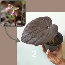 Image result for Nervilia