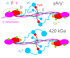 Image result for Fibrinogen