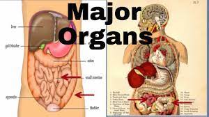 Your back is the upper outer surface of your body, your organs are inside your body. Major Organs Of The Human Body Middle School Youtube