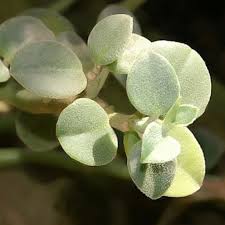Image result for Ceropegia incana