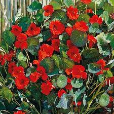 Fast growing flowers from seed uk. Perennial Flower Plant Seeds Details About 10 Seeds Nasturtium Dwarf High Climb Hardy Perennial Flower Uk Fast Dispatch Home Garden