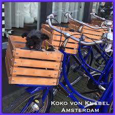 Never Take A Cab In Amsterdam Rent A Bike