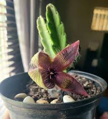 Image result for Duvalia polita