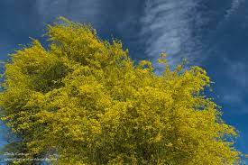 A yellow birch tree is a medium sized, deciduous tree that is native to northeastern north america. Arizona Gold Palo Verde In Bloom Exploration Vacation
