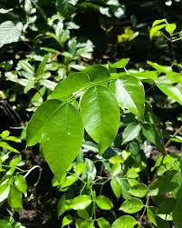 Image result for Intsia