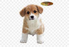 Jack russell shih tzu puppy. Puppy Shih Tzu Jack Russell Terrier Yorkshire Terrier Cuteness Png 469x563px Puppy Breed Cardigan Welsh Corgi