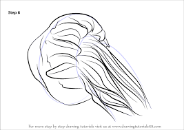 Today we are learning how to paint a realistic lion's mane! Learn How To Draw A Lion S Mane Jellyfish Jellyfishes Step By Step Drawing Tutorials