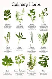 You can start parsley plants from se. Cool Carole S Chatter Here Are The Common Culinary Herbs Herbs Planting Herbs Culinary Herbs