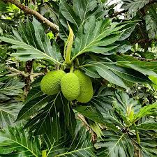 Image result for Artocarpus