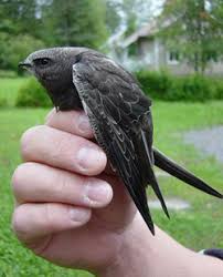 Результат пошуку зображень за запитом "стриж"