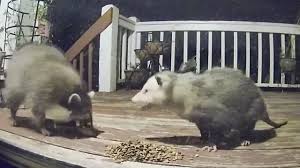 Opossums (which are not possums) will eat anything, including cantaloupe. Do Possums Eat Cats Tuxedo Cat