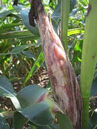 Maybe you would like to learn more about one of these? Grain Crops Update Red Corn Leaves And Stalks