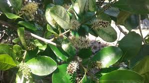 Image result for Combretum kraussii