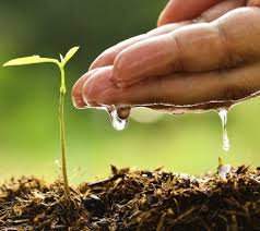 Use these five tips to maximize your watering potential and keep your home garden hydrated. How To Maintain Your Garden Like A Pro In 4 Easy Steps