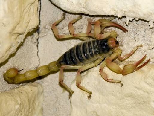 California Common Scorpion