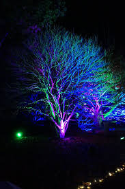 Million Bulb Walk Norfolk Botanical Garden Nov 2019 Botanical Gardens Botanical Norfolk