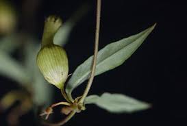 Image result for Ceropegia schultzei