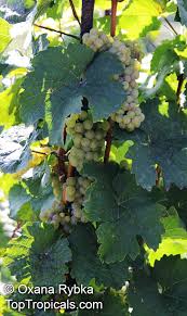 Image result for Vitis vinifera