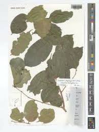 Image result for Cleistanthus polystachyus