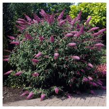 Here in canada we have a wide range of garden zones with variations in one common question is whether the canadian and usda plant hardiness zone systems are comparable, and the answer is, sort of. Buddleia Pink Delight 1pc National Plant Network U S D A Hardiness Zone 5 9 Plants Garden Shrubs Flowering Shrubs