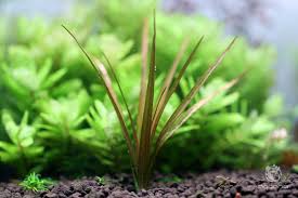 Image result for Blyxa aubertii