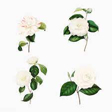 Vintage Set Of White Camellia Flowers Vector Premium Image By Rawpixel Com