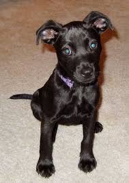 Black And Tan Lab Mix Puppy A Small Shiny Coated Black Labrahuahua Puppy Is Wearing A Purple Collar Sitting On A Tan Carpet And Looking Forwar Lab Mix Puppies Poodle Mix Breeds Dog Breeds