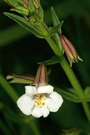 Image result for Mimulus gracilis