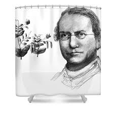 Gregor Mendel, Father Of Genetics Shower Curtain by Spencer Sutton