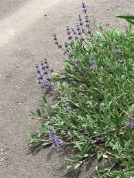 Check spelling or type a new query. Plantfiles Pictures Salvia Creeping Sage Sonoma Sage Bee S Bliss Salvia By Kell