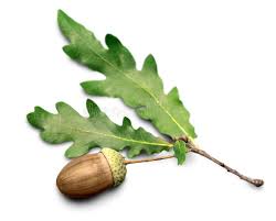 Portrait full body profile wider portrait. 9 999 Acorn Oak Leaf Photos Free Royalty Free Stock Photos From Dreamstime