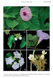Image result for Jacquemontia paniculata